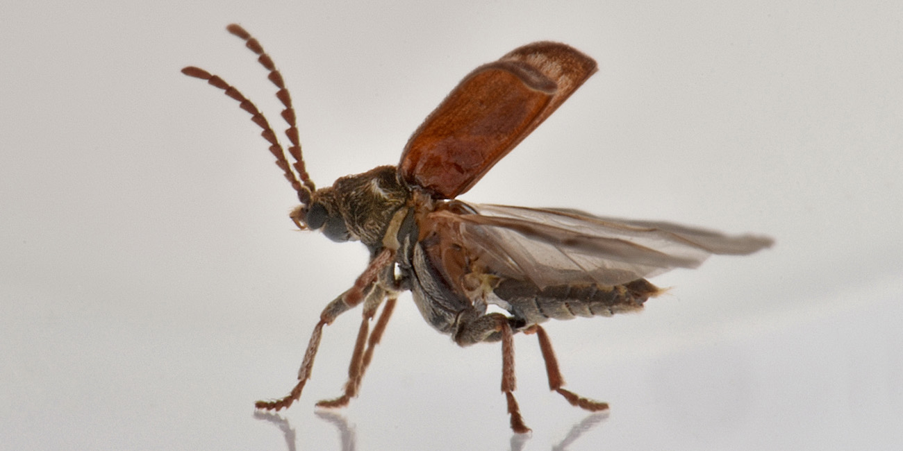 Anobiidae: Ptinomorphus regalis
